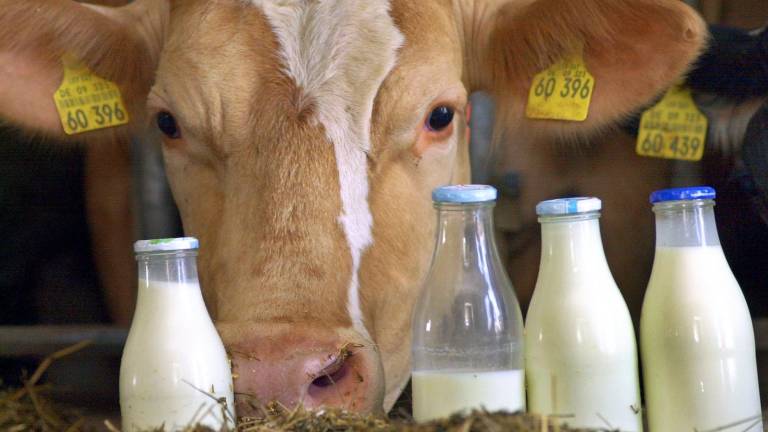 За 4 месяца 2021 года производство украинского молока снизилось на 5%